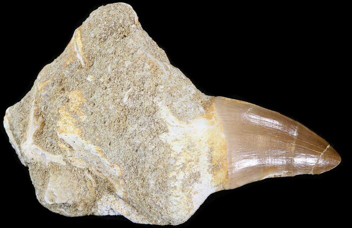 Rooted Mosasaur Tooth #43200